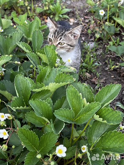 Отдам в добрые руки котят - девочки