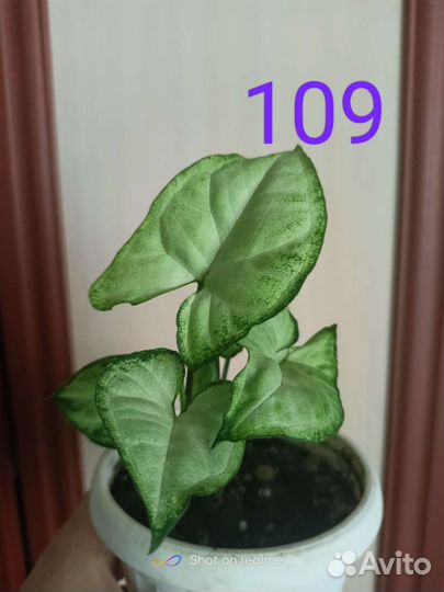 Щучий хвост.Каланхоэ, сингониум