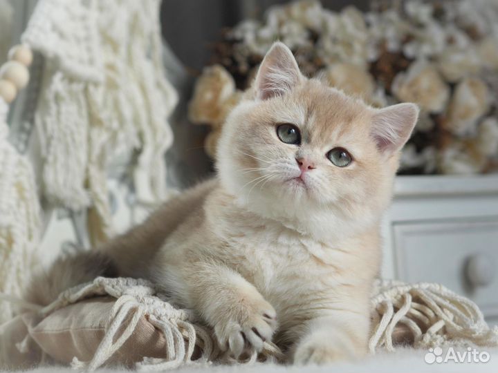 Британская девочка редкого окраса