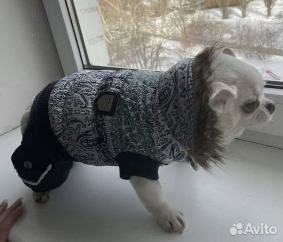 Одежда для маленьких собак