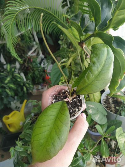 Хойи часть 2