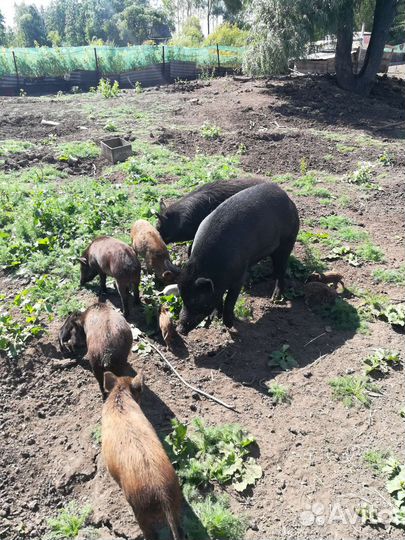 Дикий кабан