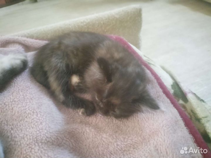 Котёнок-девочка, бесплатно
