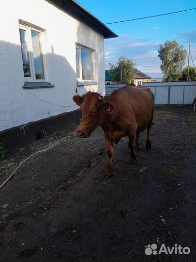 Корова дойная