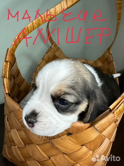 Щенки бигль