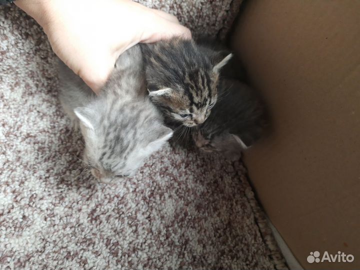 Отдам бесплатно