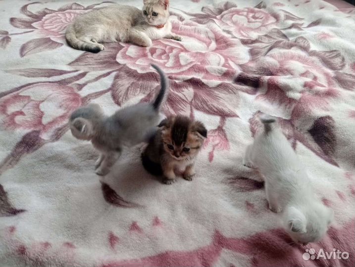 Британские котята