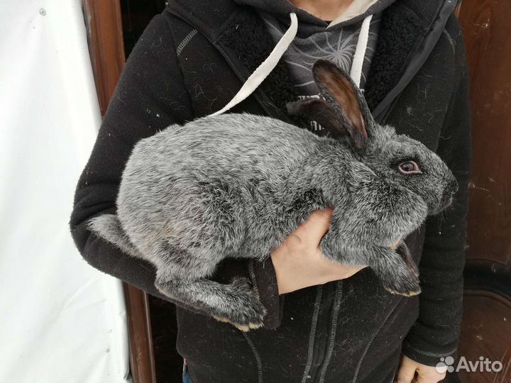 Кролик Полтавское серебро (серебро, серебристый)