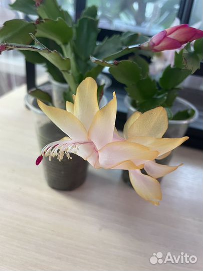 Набор декабристов (шлюмберга)