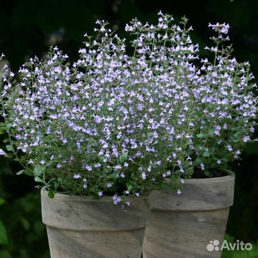 Душевик котовниковый Marvelette Blue Саженцы, Расс