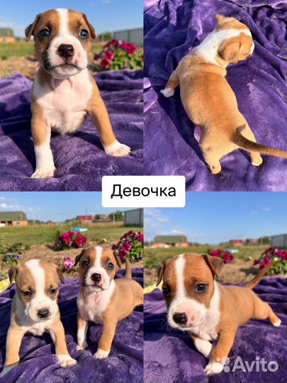 Щенки питбуля