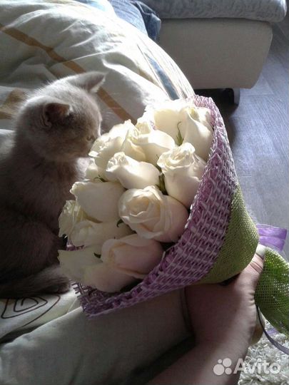 Цветы розы букет