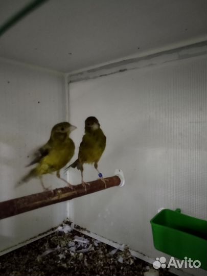 Канарейки