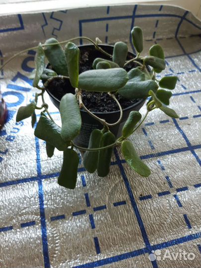 Хойя Бурма, укорененные черенки