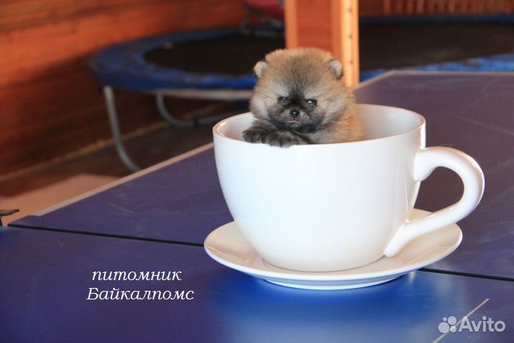 Мини шпицы. Иркутск