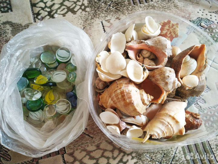 Ракушки морские