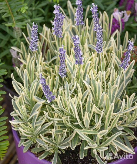 Лаванда саженцы