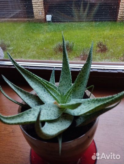 Суккуленты