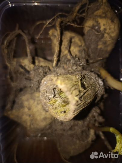 Георгина клубни