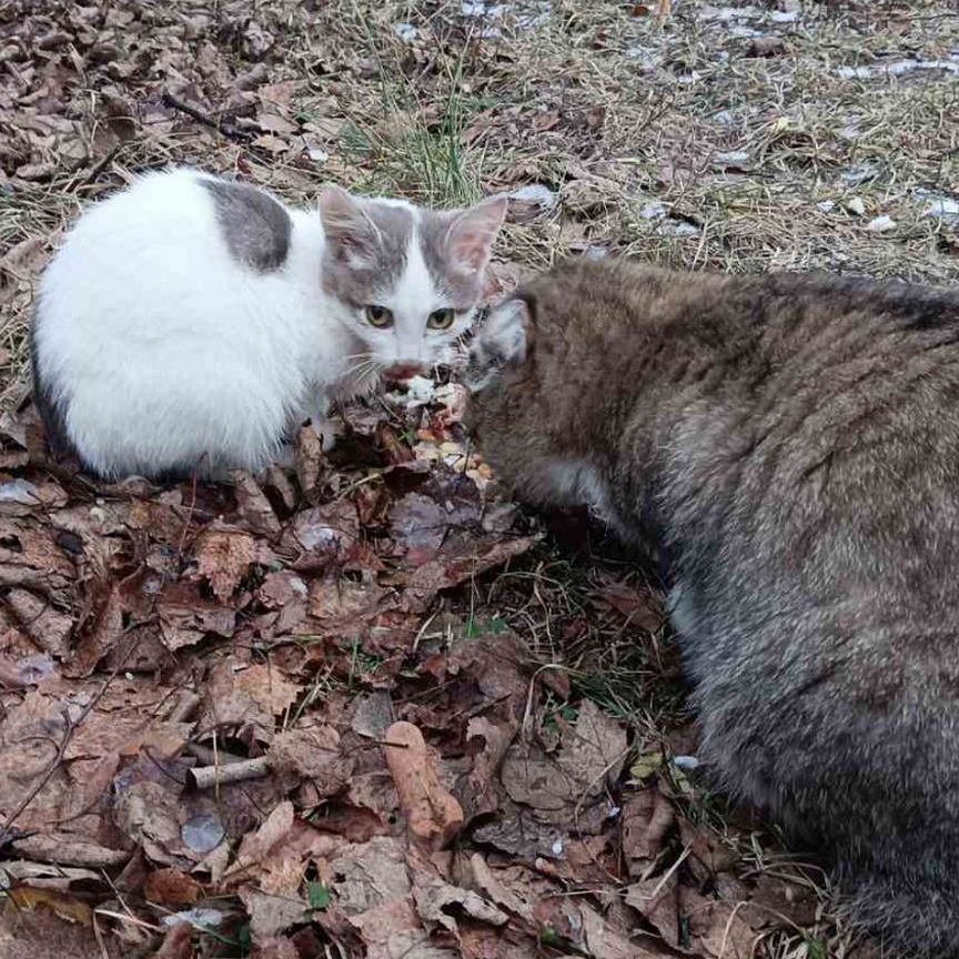 Котёнок белый с серым в добрые руки