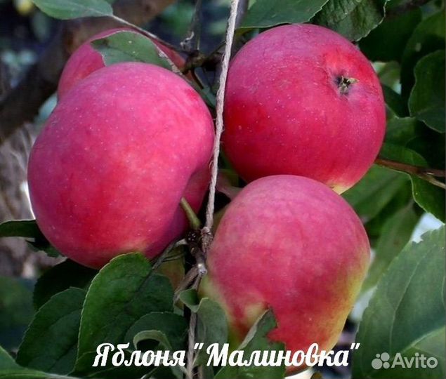 Яблоня Конфетное