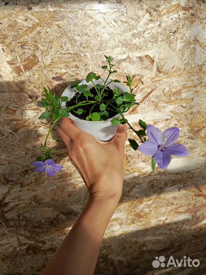 Кампанула жених