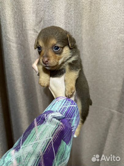 Щенки пинчера