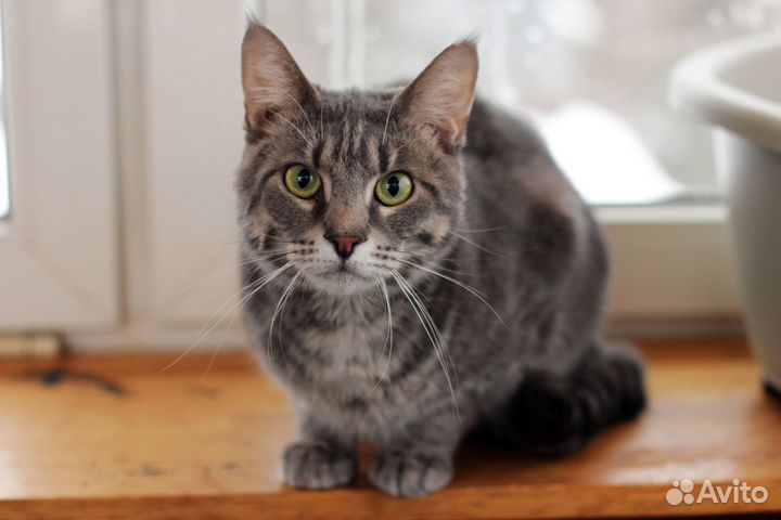 Красавица Суприм в поисках дома