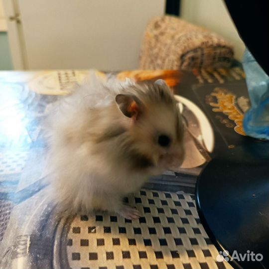 Сирийский хомяк мальчик