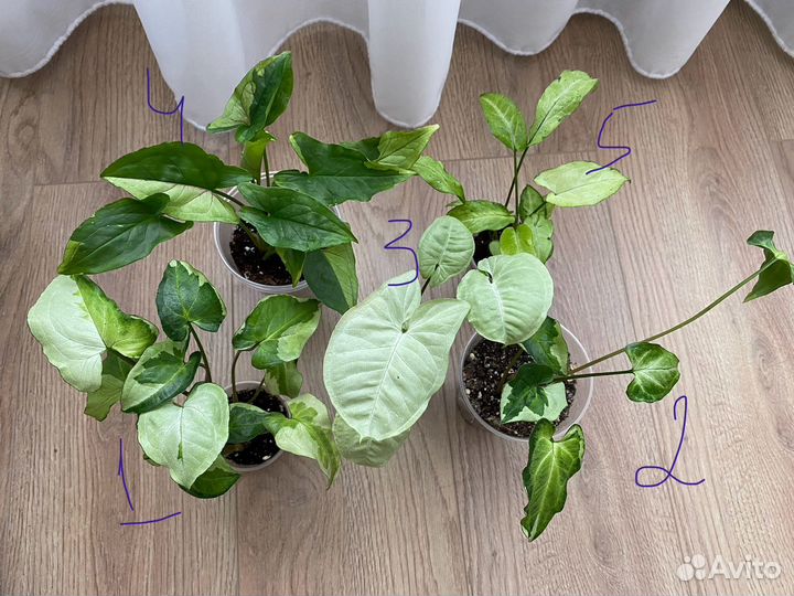 Сингониумы сортовые