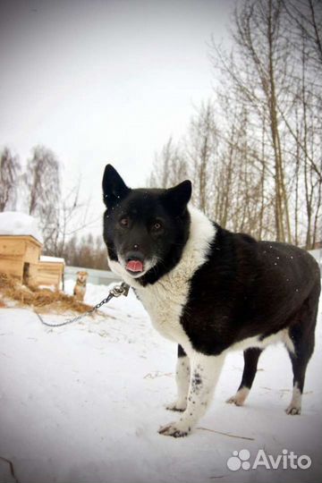 Собачка Ягодка