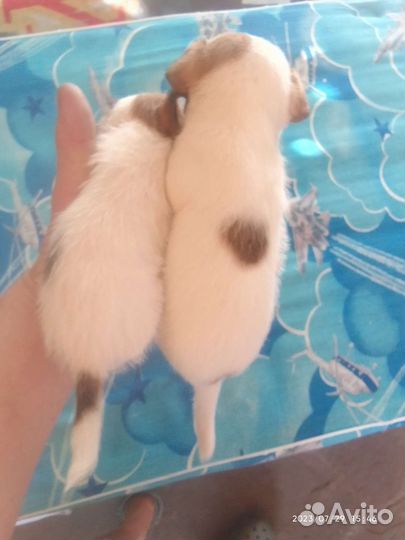 Собака