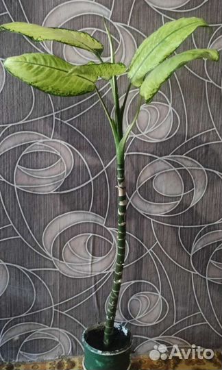 Диффенбахия в ассортименте