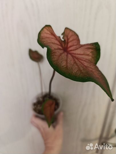 Каладиум красный