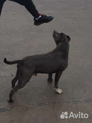 Вязка амстафф питбуль амбули