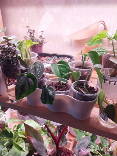 Сциндапсус