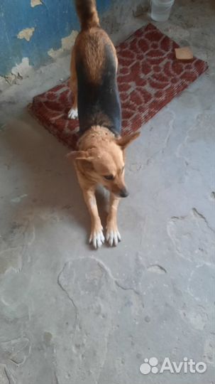 Очень нужен дом