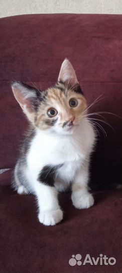 Котенок в дар