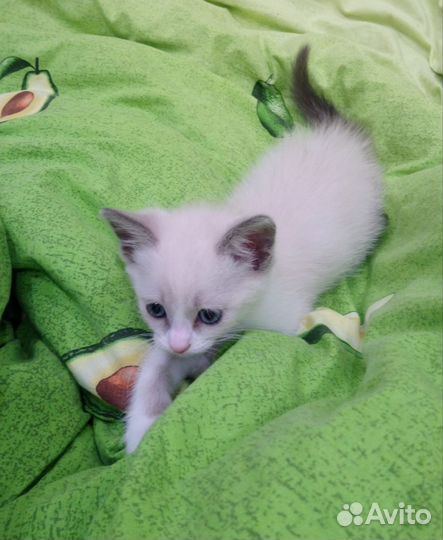 Котенок девочка в добрые руки