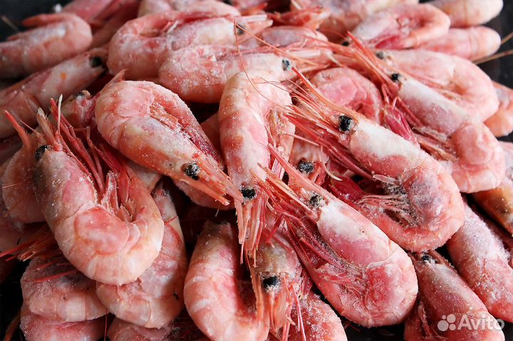 Креветка Северная