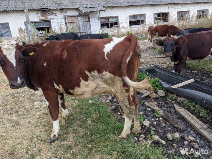 Коровы, телочки, телята
