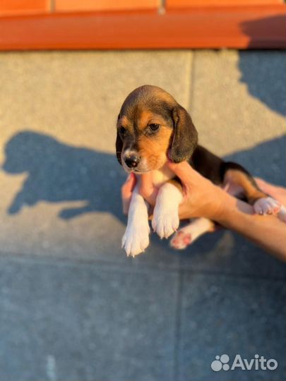 Щенки бигль торг