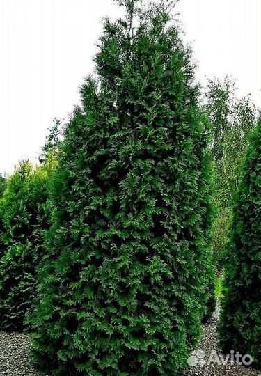 Высокая туя на участок Колумна