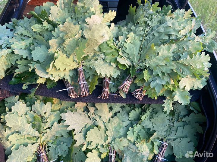 Заготовка веников для бани / дуб, береза, липа