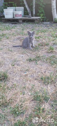 Котята в добрые руки бесплатно