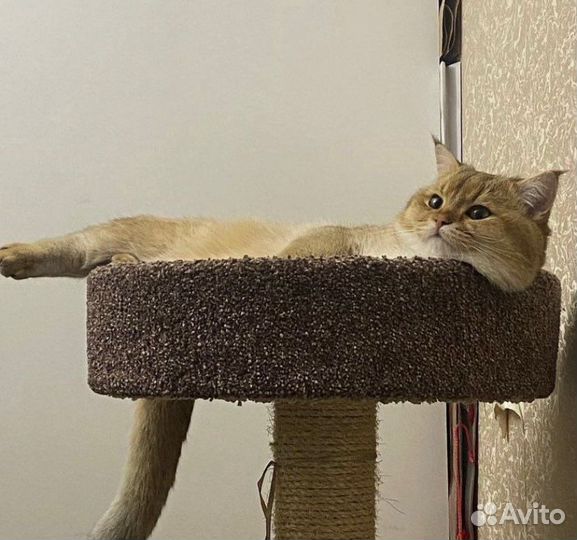 Золотая шиншилла вязка