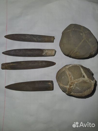 Септарии и белемниты