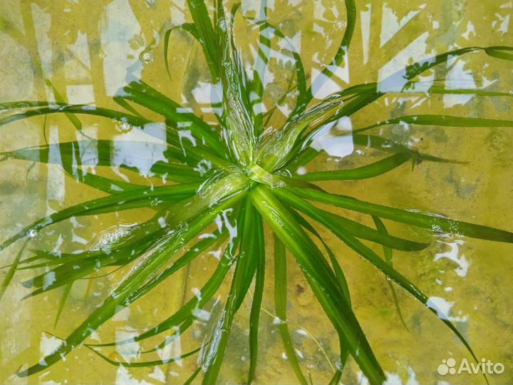 Водные растения для аквариумов и бассейнов