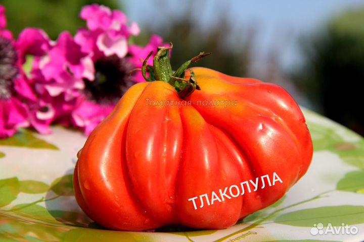 Семена коллекционных томатов