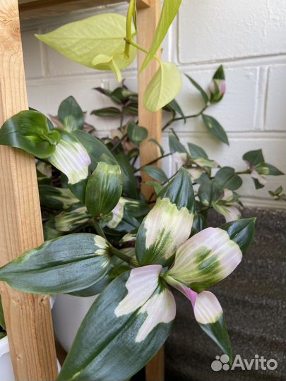 Традесканции